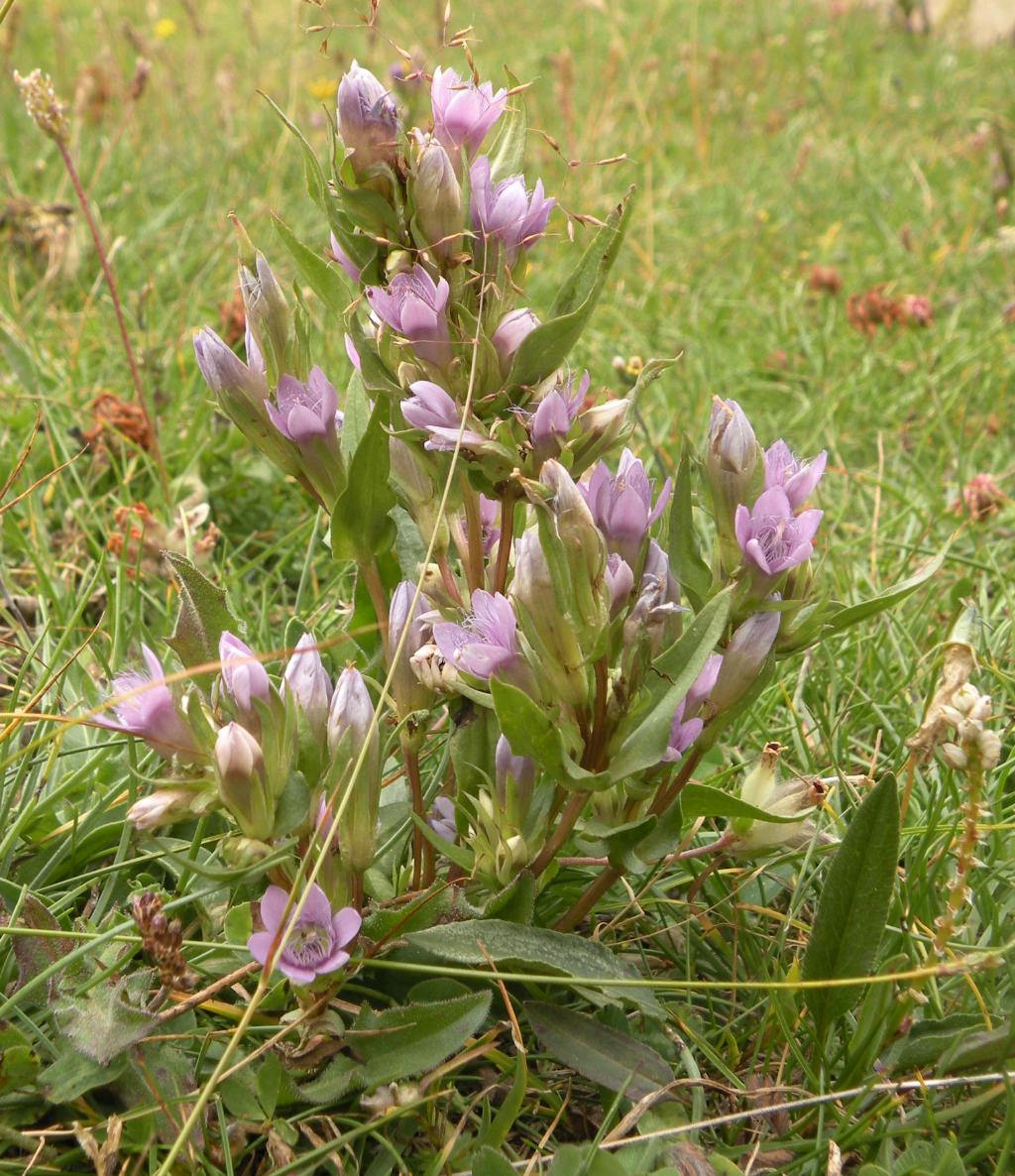 Gentianella dalla Valle d''Aosta - Gentianella ramosa